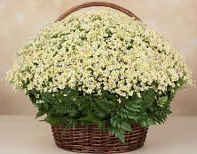 Цветочная композиция из Ромашки в корзине #REPLACE_PRED# Кызыле